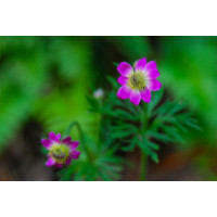 Anemone multifida Annabella Deep Rose / Veternica , K9