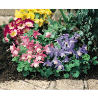 Aquilegia Spring Magic ´Blue White´ / Orlíček, K9