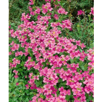 Arabis blepharophylla ´Rose Delight´ / Huseník brvolistý, C1,5