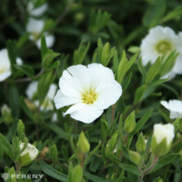 Arenaria montana 'Blizzard Compact' / Písečnice horská, C1,5