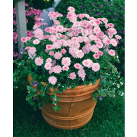 Argyranthemum ´Percussion´®Double Pink / Kopretinovec růžový, bal. 6 ks, 6x K7
