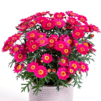 Argyranthemum Day-Zee® ´Wine Red´ / Kopretina, bal. 6 ks, 6x K7