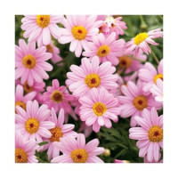 Argyranthemum Honeybees® ´Pink Eye´/ Kopretinovec růžový, K7