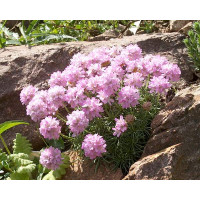 Armeria juniperifolia 'Röschen' / Trávnička borievkolistá , K9