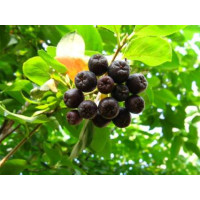 Aronia melanocarpa ´Vitamin Berry´ BIO / Temnoplodec černoplodý BIO, 20 cm, K12