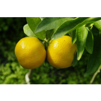Citrus clementina ´Arrufatina´ / Mandarinka, 25-40 cm, C2