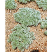 Artemisia schmidtiana ´Nana´ / Pelyněk Schmidtův, C1,5