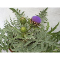 Cynara scolymus BIO / Artyčok, K12