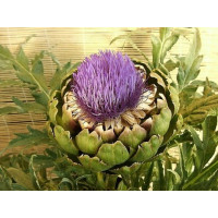 Cynara scolymus BIO / Artyčok, K12