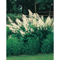 Aruncus dioicus / Udatna lesní, K9