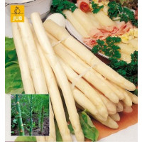 Asparagus Backlim / Chřest, bal. 1 podzem., I
