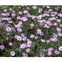 Aster dumosus ´Peter Harrison´ / Astra, C1,5