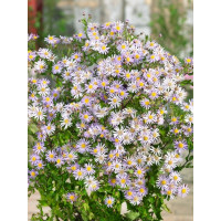 Aster ageratoides ´Asran´ / Hvězdnice křovitá, K9