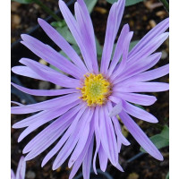 Aster amellus 'Silbersee' / Astra navršená , K9