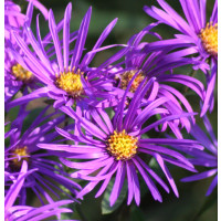 Aster amellus 'Veilchenkönigin' / Astra navršená , K9