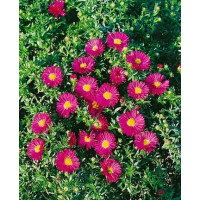 Aster dumosus ´Jenny´ / Hvězdnice, K9