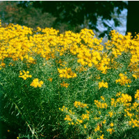 Aster linosyris / Hvězdnice zlatovlásek, K9