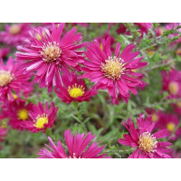 Aster novi-belgii 'Karminkuppel' / Astra novobelgická , K9