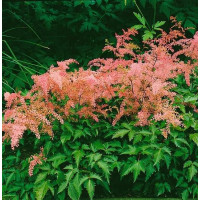 Astilbe simplicifolia ´H. Graafland´ / Čechrava jedn. růžová, C1,5