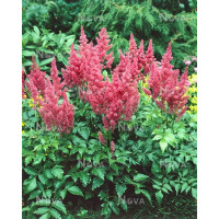 Astilbe japonica 'Mainz' / Astilbe japonská , K9