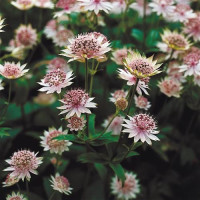 Astrantia major ´Buckland´ / Jarmanka větší, K9