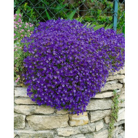 Aubrieta hybrid ´Royal Blue´ / Tařička zahradní modrá, K9