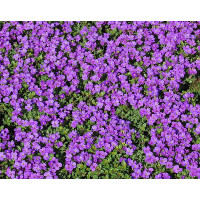 Aubrieta Hybrida Hamburger Stadtpark / Tařička, C1,5