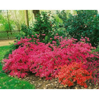 Azalea japonica ´Katja´ / Azalka japonská růžová, 20-30 cm, C2