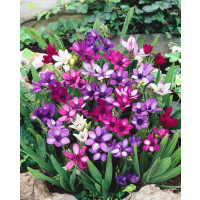 Babiana stricta mix / Babiana mix , bal. 10 ks, 5+