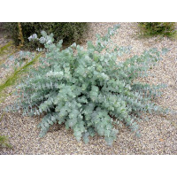 Eucalyptus pulverulenta ´Baby Blue´ / Blahovičník / Eukalyptus, K7