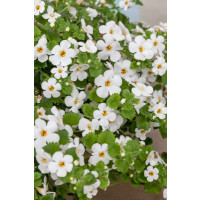 Sutera Bacopa ´Dynamic White´ / Bakopa bílá, bal. 6 ks, 6xK7