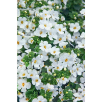 Sutera Bacopa ´Midi White´® / Bakopa bílá, bal. 6 ks sadbovačů