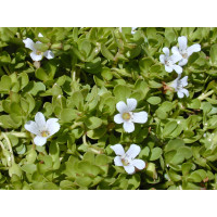 Bacopa monieri BIO / Bakopa drobnolistá / Brahmi, K12