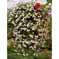 Sutera Bacopa ´Dynamic White´ / Bakopa bílá, bal. 6 ks, 6xK7