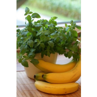 Mentha arvensis Banana BIO / Banánová máta, K12