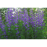 Baptisia 'Twilight Prairie Blues' / baptizo , K11
