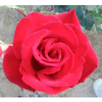 Rosa ´Barkarola´ / Růže čajohybrid, keř, BK