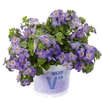 Sutera Baristo Giga Blue´ / Bakopa fialovomodrá, K7