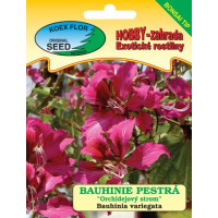 Bauhinia variegata / Bauhinie pestrá ´Orchidejový strom´, bal.3 s.  - bonsaj tip