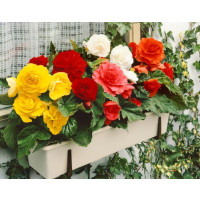 Begonia double ´Red´ / Begónie velkokvětá červená, bal. 3 ks, 5/+