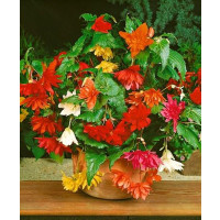 Begonia pendula mix / Begónie převislá směs, bal. 3 ks, 4/5