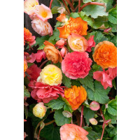 Begonia ´Cascade Odorosa Fragrant Mix / Begónie směs, bal. 3 ks, 5/6