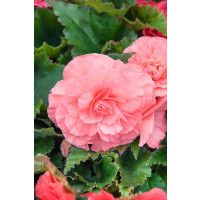 Begonia ´Cascade Florence´  / Begónie, bal. 2 ks, 5/6