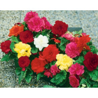 Begonia double ´Pink´ / Begónie velkokvětá růžová, bal. 3 ks, 5/+