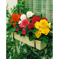 Begonia double mix / Begónie velkokvětá směs, bal. 10 ks, 5/+