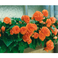 Begonia double ´Orange´ / Begónie velkokvětá oranžová, bal. 3 ks, 5/+