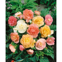Begonia ´Pastel Mixed´ / Begónie pastelová směs, bal. 10 ks, 3/4, SUPERCENA