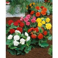 Begonia non-stop Mix / Směs stále kvetoucích begónií, bal. 3 ks, 5/6