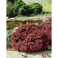 Berberis thunb. ´Atrop. Nana´ / Dřišťál thunbergův zakrslý, 10-20 cm, C1
