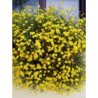 Bidens ´2Teeth Oly Star´ / Dvouzubec ločidlolistý - Balkongold, bal. 6 ks sadbovačů